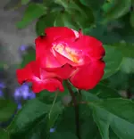 Edelrose rot gelbe Mitte schwarze Ränder.webp
