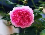 Jasmina erste volle Blüte.webp
