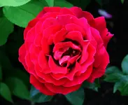 gefüllte erste Blüte rot.webp