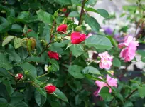 Knospen dunkelrot Blüte rosa.webp