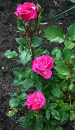 pink 3 Blüten.webp