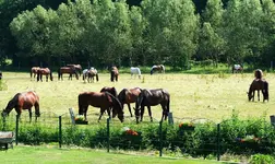 Sommeridylle.webp