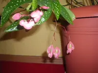 IMGP0181.webp