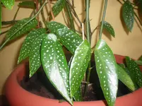 IMGP0182.webp