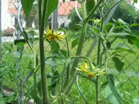 k-katzengras 002.webp