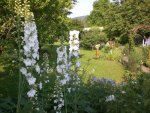 Garten Juni3 001.jpg