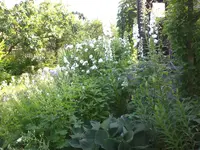 Garten Juni3 004.webp