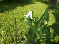 Garten Juni3 003.webp