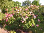 Garten Juni3 006.jpg