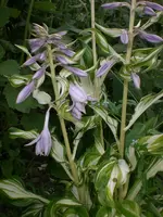 Garten Juni3 009.webp