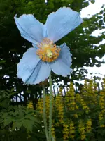 Garten Juni3 010.webp