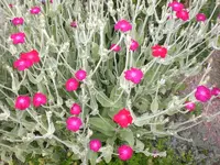 Garten Juni3 011.webp