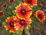 Garten Juni3 012.jpg