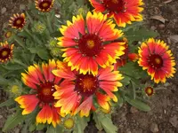 Garten Juni3 012.webp