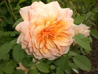Garten Juni3 013.webp