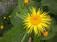 Garten Juni3 014.webp