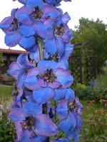 Garten Juni3 015.webp