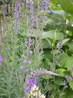 Garten Juni3 018.webp