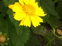 Garten Juni3 019.webp
