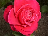 Garten Juni3 022.webp