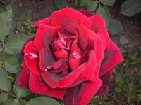 Garten Juni3 024.webp