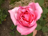 Garten Juni3 025.webp