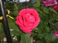 Garten Juni3 026.webp