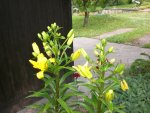Garten Juni3 028.jpg