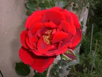 Garten Juni3 029.webp