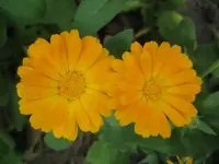 27241.webp