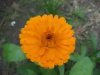 27242.webp