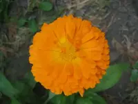 27243.webp
