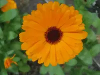 27244.webp