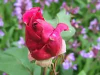 DSCF3563.webp