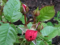 DSCF3564.webp