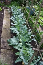 Kohlrabi.webp