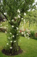 Weiße Kletterrose.webp