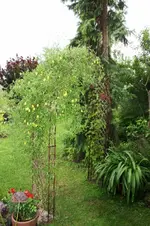Clematis.webp