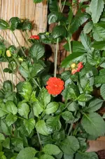 Dahlie.webp