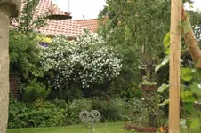 Jasminstrauch.webp