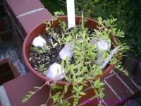 Semps1.webp