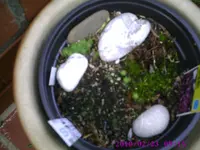 Semps2.webp