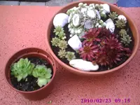 Semps3.webp