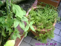 Semps4.webp
