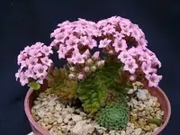 Sedum_pilosum.webp