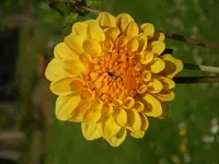 DSCI0986.webp