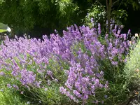 Lavendel Juli.webp