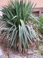 08.03.2009 1399a.webp