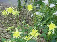 Garten 009.webp