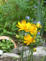 Garten 010.webp
